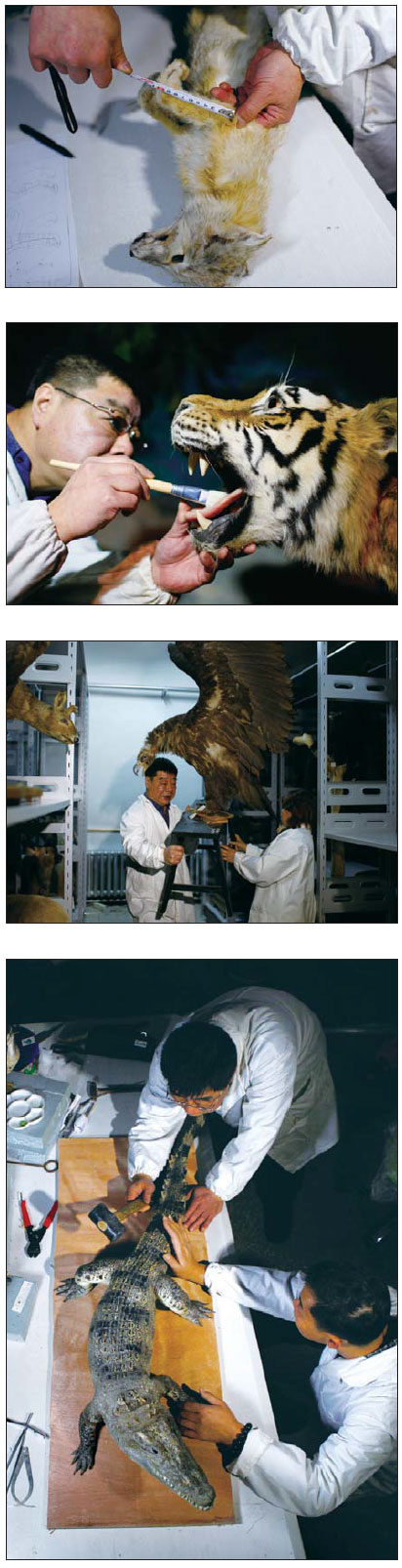 Re-creation of the wild