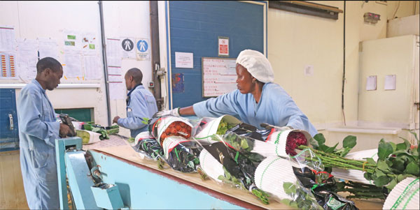 Kenyan roses to blossom in new markets