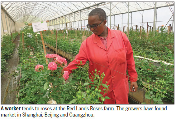 Kenyan roses to blossom in new markets