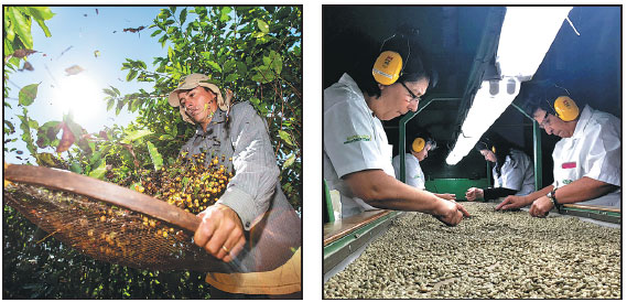 Tea lovers warming to coffee