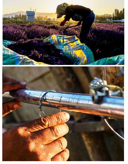 Harvesting the fragrance