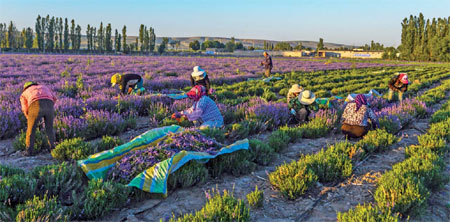 Harvesting the fragrance