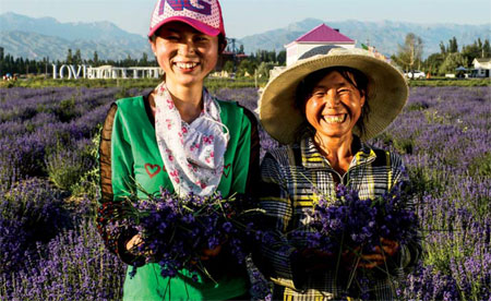 Harvesting the fragrance