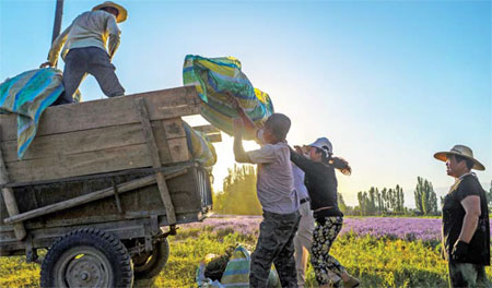 Harvesting the fragrance