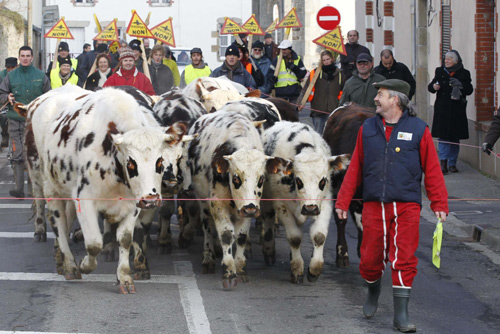 Cattle join protest in France