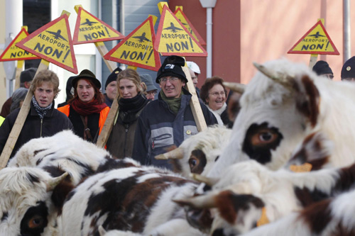 Cattle join protest in France