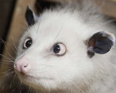 Germany's new sensation: A cross-eyed Opossum