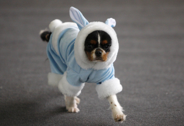 Dogs costume show