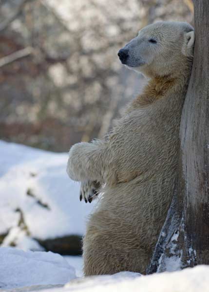 Berlin zoo: Beloved polar bear Knut has died