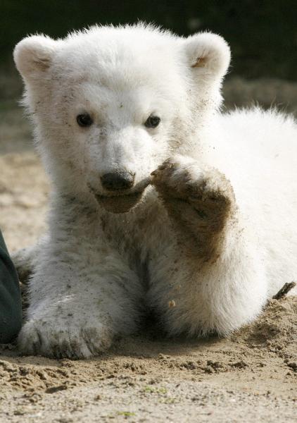 Autopsy shows bear Knut died of brain damage