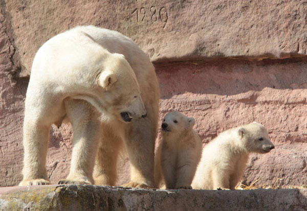 Baby polar bears bond with Mama bear