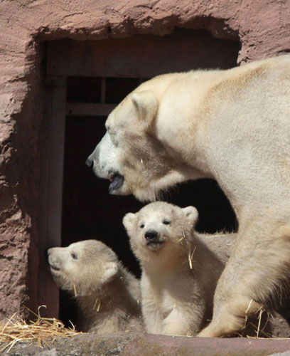 Baby polar bears bond with Mama bear