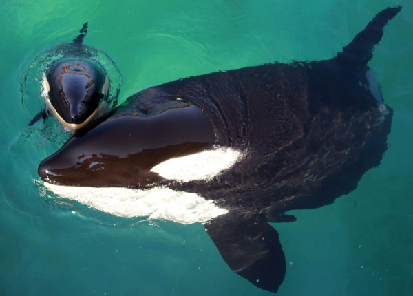 Killer whale swims with her calf