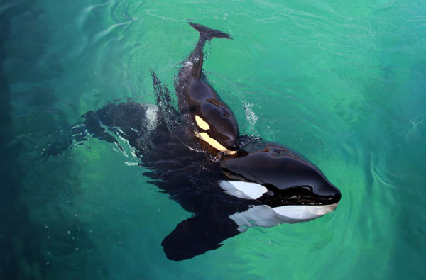 Killer whale swims with her calf