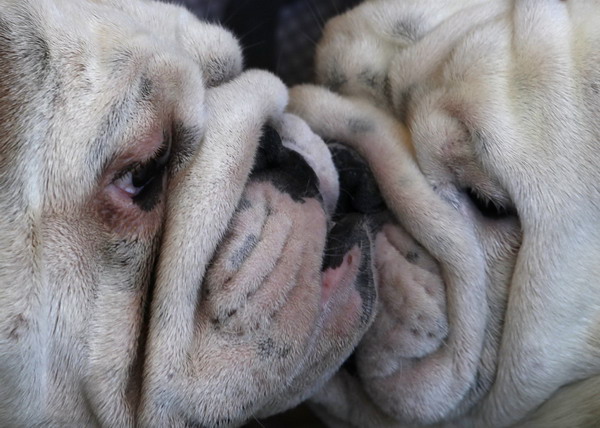 International dog show in Hungary