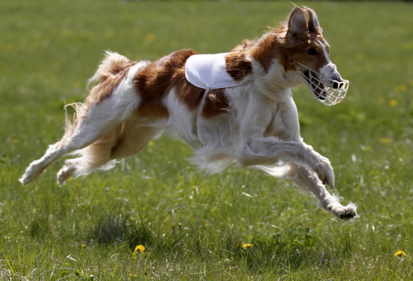 International dog show in Hungary