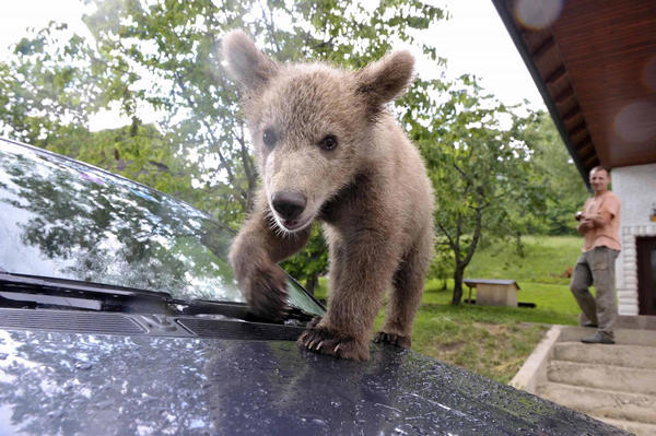 Slovenian family adopts a bear cub