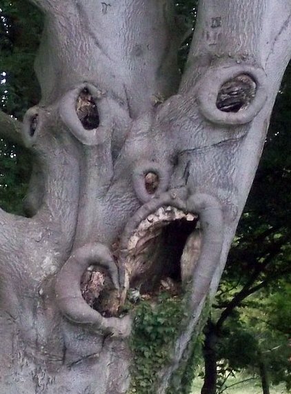 Most terrifying tree in UK