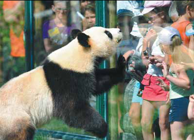 'Pandamania' bears take rocky French road to parenthood