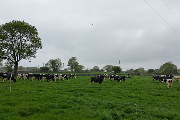 Premier, Irish PM tour dairy farm