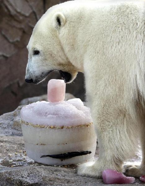 Polar bear celebrates birthday