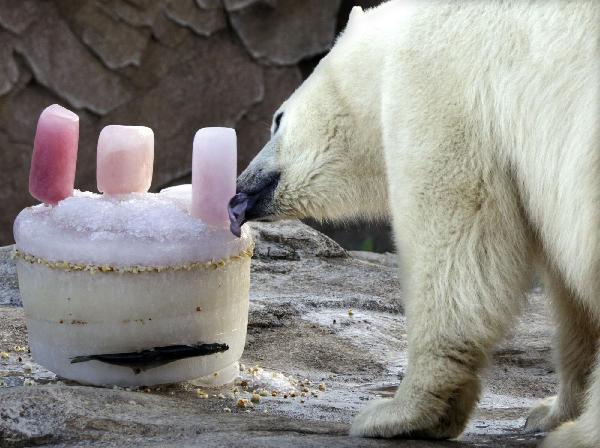 Polar bear celebrates birthday