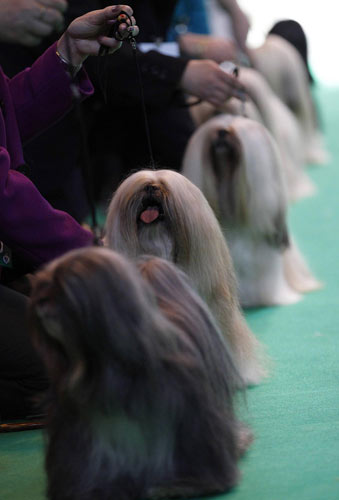 the Crufts Dog Show in Birmingham