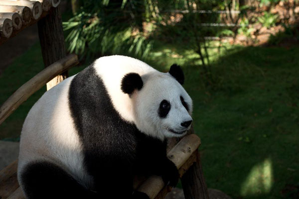 Giant pandas hard at work for China