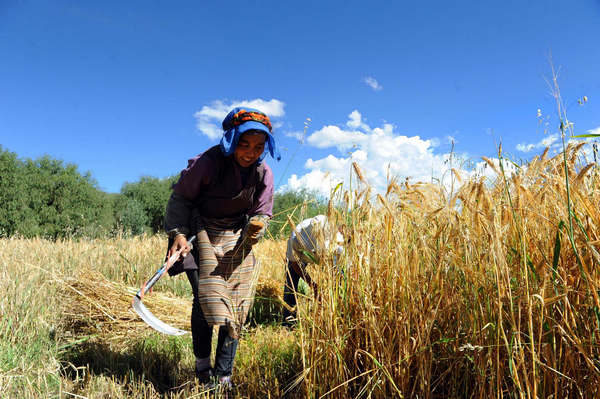 Time to harvest in Tibet