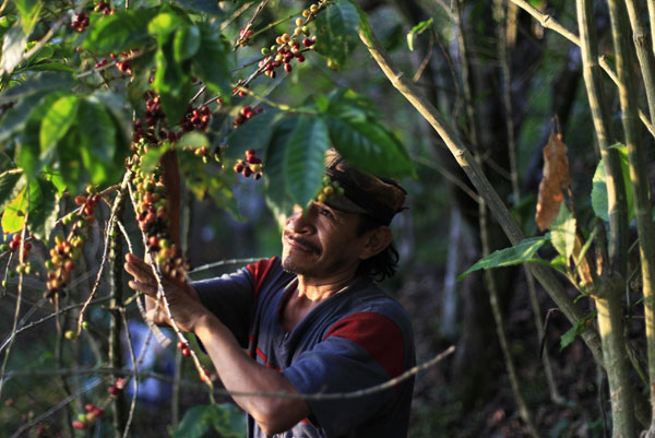 Santa Adelaida coffee beans