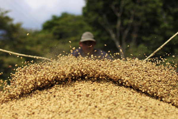 Santa Adelaida coffee beans