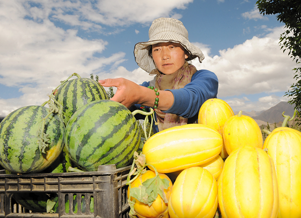 Green houses bring wealth to Tibetan farmers