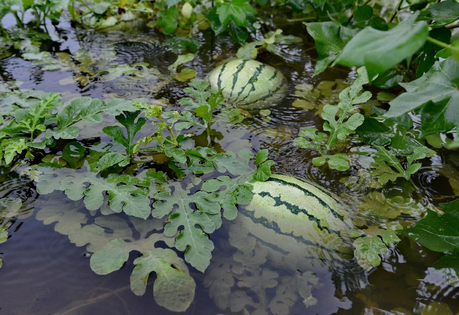 Watermelon plantation flooded after heavy rains in China's Hebei