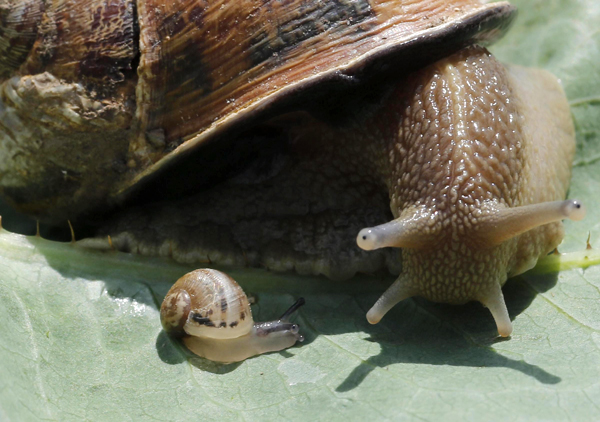 Snail farm in Vienna