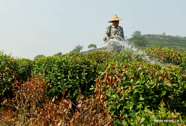 Drought, heatwaves affect tea plantations in E China