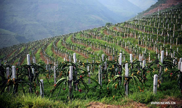 Planting base of dragon fruit in SW China