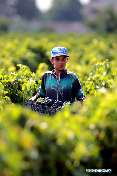 People harvest grapes in Algerian vineyards