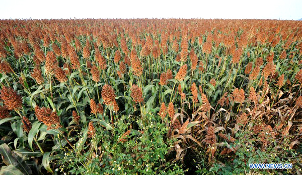 Broomcorns in SW China enters harvest season