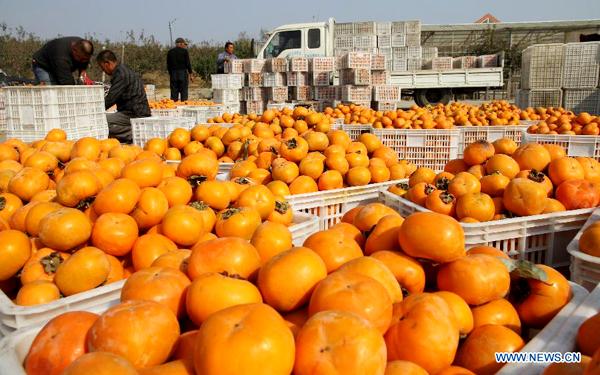 Persimmons in E China enters into harvest season