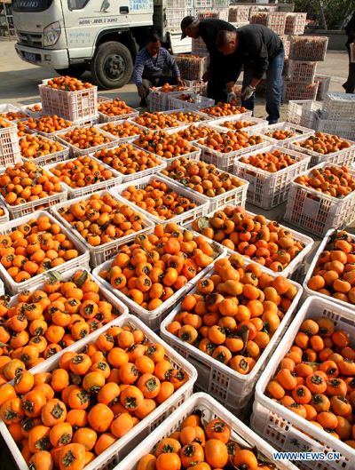 Persimmons in E China enters into harvest season