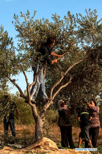 Olive festival kicks off at N Israel's olive oil factory