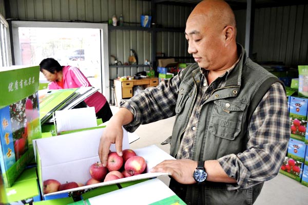 Organic apples of Badaling enter harvest season