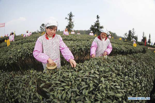 Tea growers pick spring tea in Sichuan