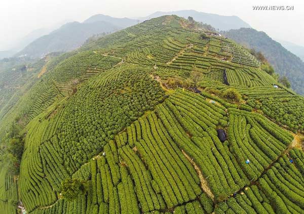 Tea garden in Hangzhou