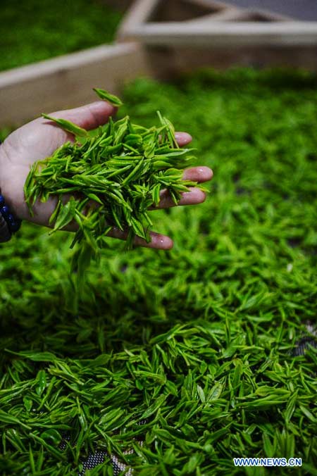 Farmers pick tea leaves in Zhejiang