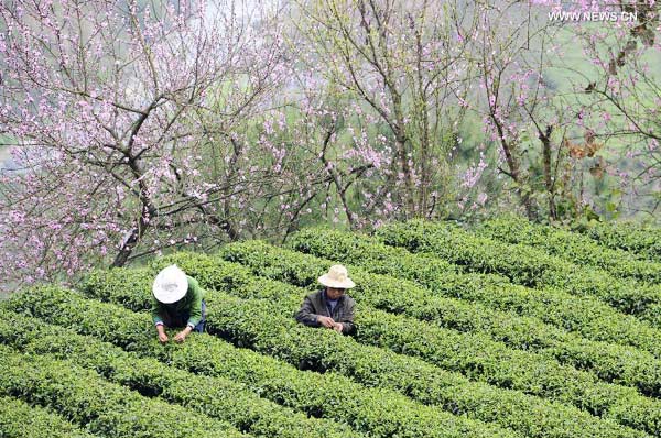 Tea leaves processed at factory in central China