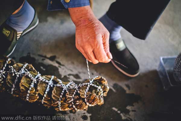 The Chinese delicacy: hairy crabs