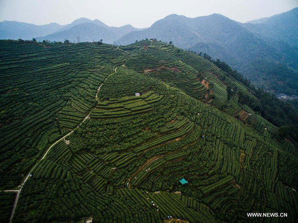 Newly-picked Longjing tea soon be in season