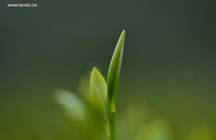 Tender leaves seen at tea garden in China's Hubei