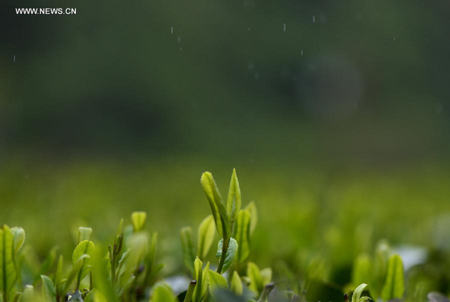 Tender leaves seen at tea garden in China's Hubei